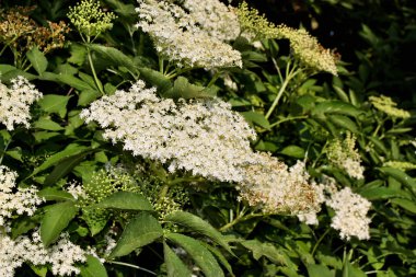 Avrupa siyah mürver 