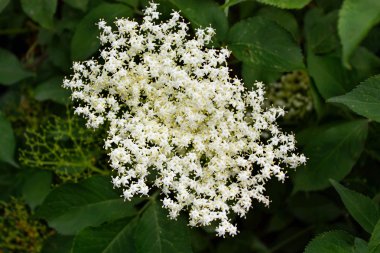 Bahçede çiçek açan elderflower