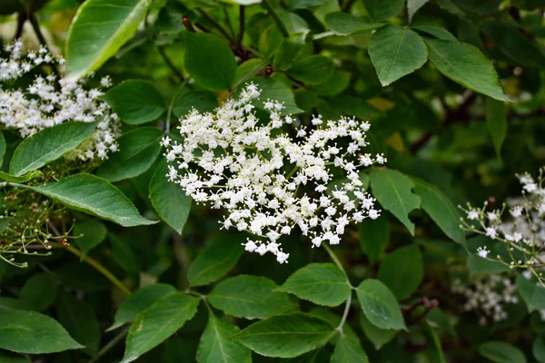 Ανθίζοντας elderflower (Sambucus nigra) — Φωτογραφία Αρχείου