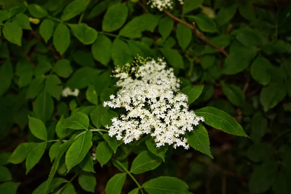 Flor de saúco —  Fotos de Stock