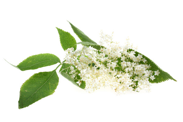 Flowers elderberry