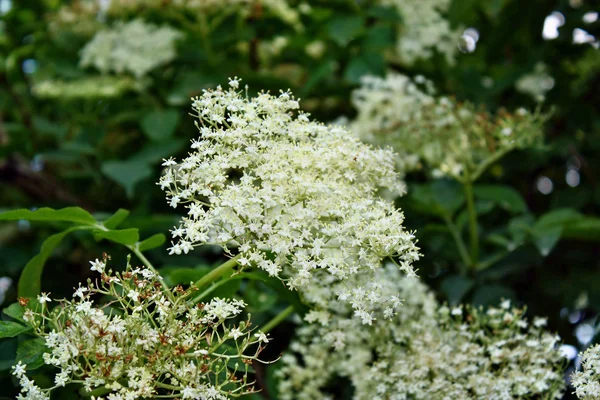 Flor de sabugo — Fotografia de Stock