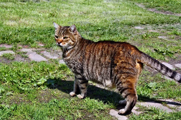 Красивая серая кошка — стоковое фото