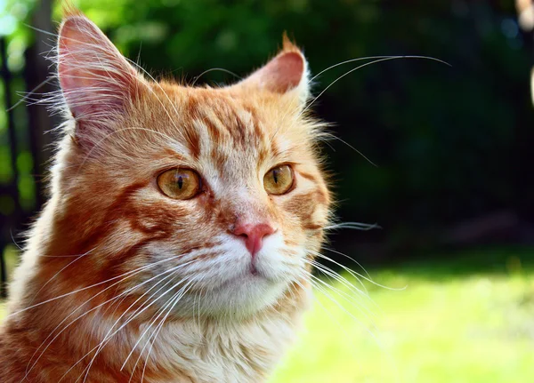 Beauté chat rouge — Photo
