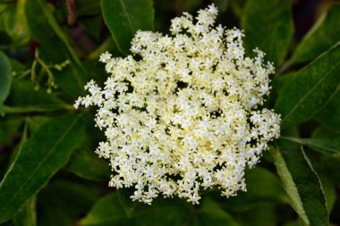 Çiçek açan elderflower