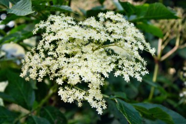 Taze elderflower
