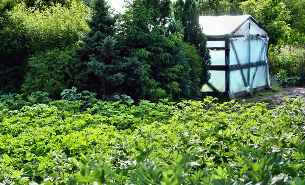 Cultiver des légumes — Photo