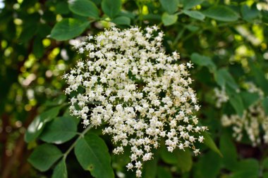 Elderflower