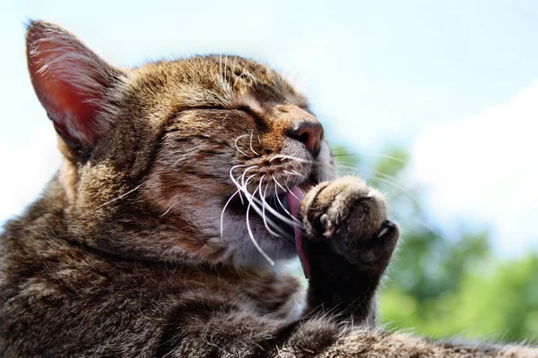 Washing a cat — Stock Photo, Image