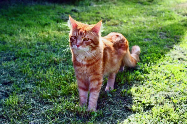 Belleza gato rojo — Foto de Stock