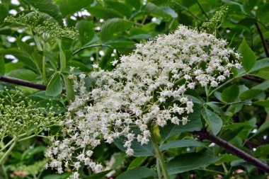 Çiçek açan elderflower