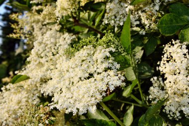 Avrupa siyah mürver