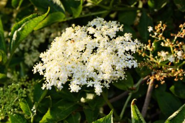 Mürver (Sambucus nigra) çiçekleri