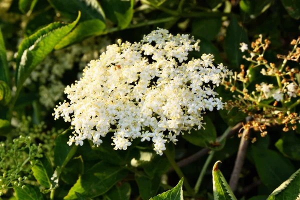 Černý bez (Sambucus nigra) květy — Stock fotografie