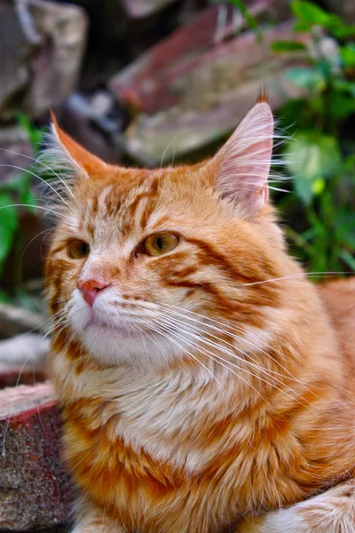 Κόκκινο γάτα — Φωτογραφία Αρχείου