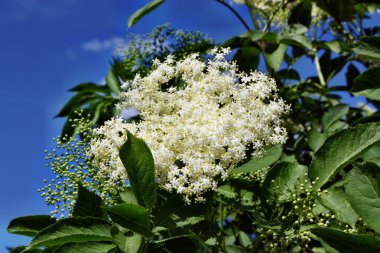 çiçek açan mürver