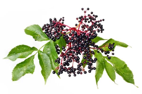 Elderberry — Stock Photo, Image