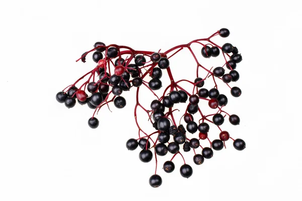 Elderberry branch — Stock Photo, Image