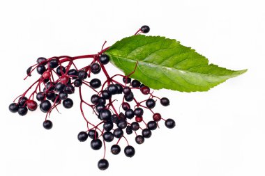 Taze meyve siyah mürver