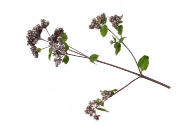 Nane mentha pulegium otlar