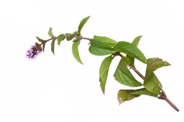 Nane mentha pulegium otlar