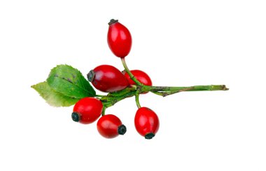 Rose HIPS