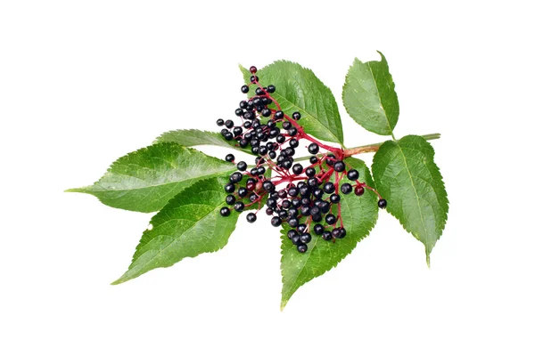 Elderberries — Stok Foto