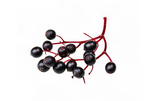 Black elderberry — Stock Photo, Image