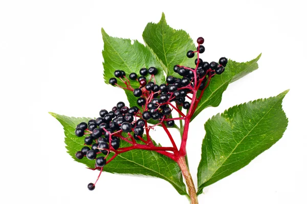 Elderberry fruits — Stock Photo, Image