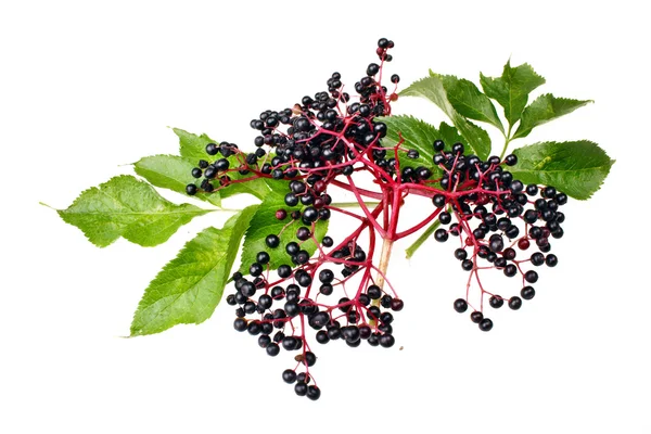 Elderberry — Stock Photo, Image