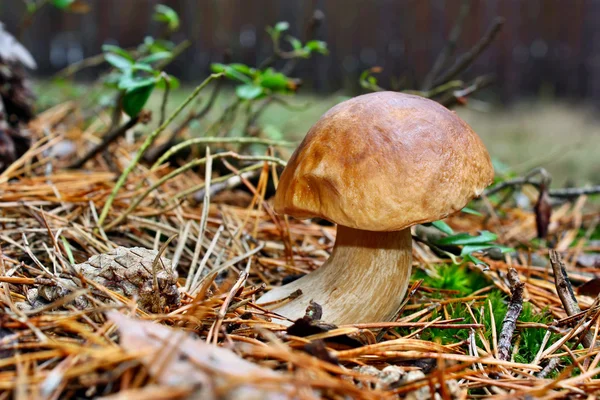 Красивый boletus edulis — стоковое фото