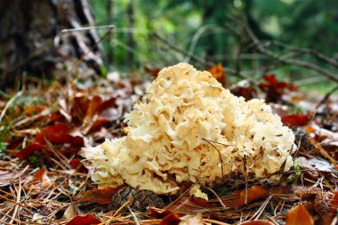 Mushroom Sparassis crispa clipart