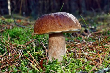 Boletus mantarı mantar