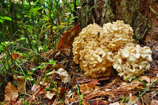 Champiñones Sparassis crispa —  Fotos de Stock