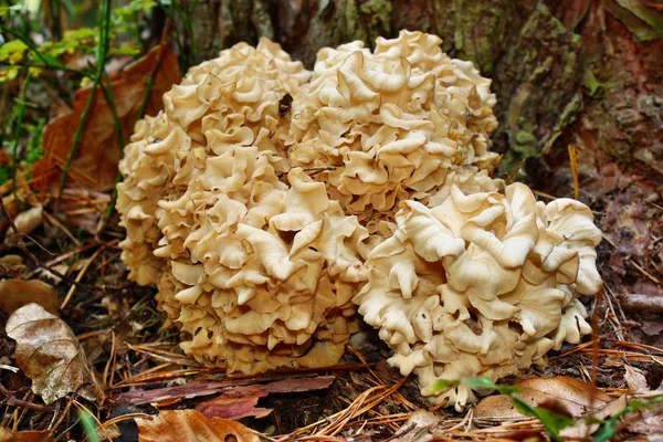 Champiñones Sparassis crispa — Foto de Stock