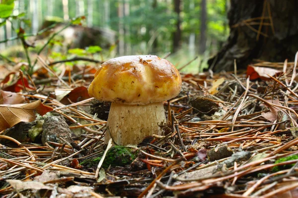 Boletus edulis cogumelo — Fotografia de Stock