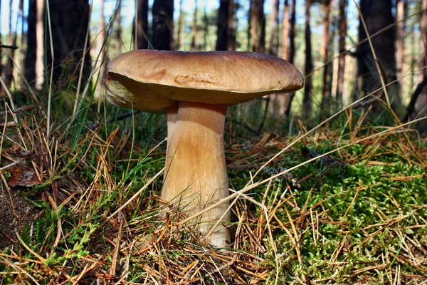 Boletus edulis champignon — Photo