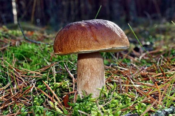 牛肝菌蓝靛果蘑菇 — 图库照片