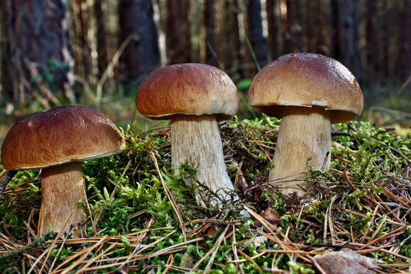 Three mushroom boletus — Stock Photo, Image