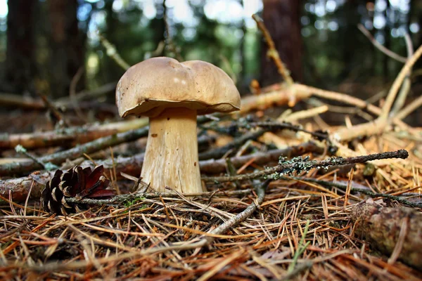 Boletus edulis edible mushroom — Stock Photo, Image