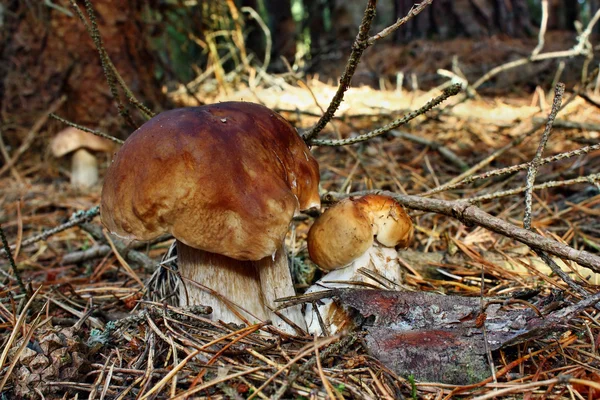 Tre funghi porcini — Foto Stock