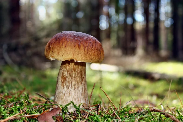 Boletus edulis cogumelo — Fotografia de Stock