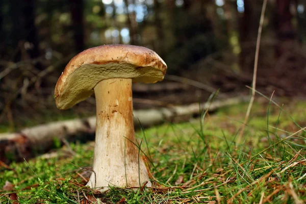 Boletus edulis paddestoel — Stockfoto