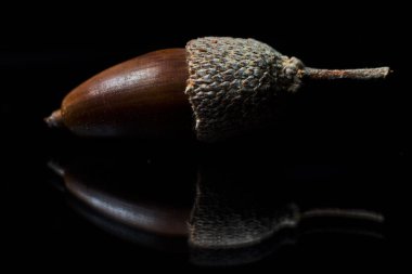 Kahverengi meşe palamudu, kabukları siyah arka planda.