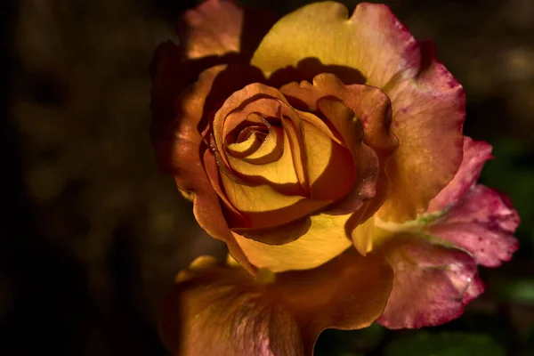 Close Rose Yellow Orange Petals Bathed Dawn Light — Stock Photo, Image