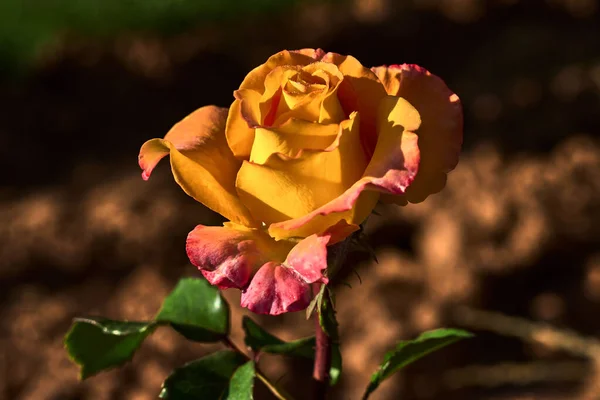 Rosa Bonita Com Pétalas Amarelas Laranja Com Folhas Verdes Campo — Fotografia de Stock