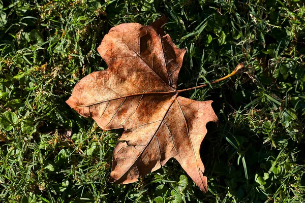 Folha Árvore Seca Outono Caia Grama Verde Parque — Fotografia de Stock