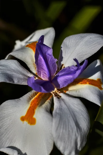 Κοντινό Πλάνο Ενός Λουλουδιού Ιριδιώτη Λευκά Και Πορτοκαλί Πέταλα Μωβ — Φωτογραφία Αρχείου