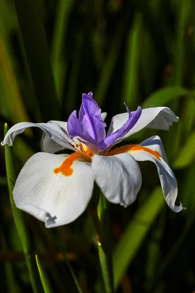 Primo Piano Bellissimo Giglio Con Petali Bianchi Pistillo Viola Campo — Foto Stock