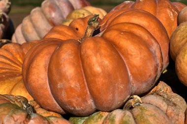Seçildikten sonra diğer kabaklarla birlikte büyük bir balkabağının yakın plan fotoğrafı.